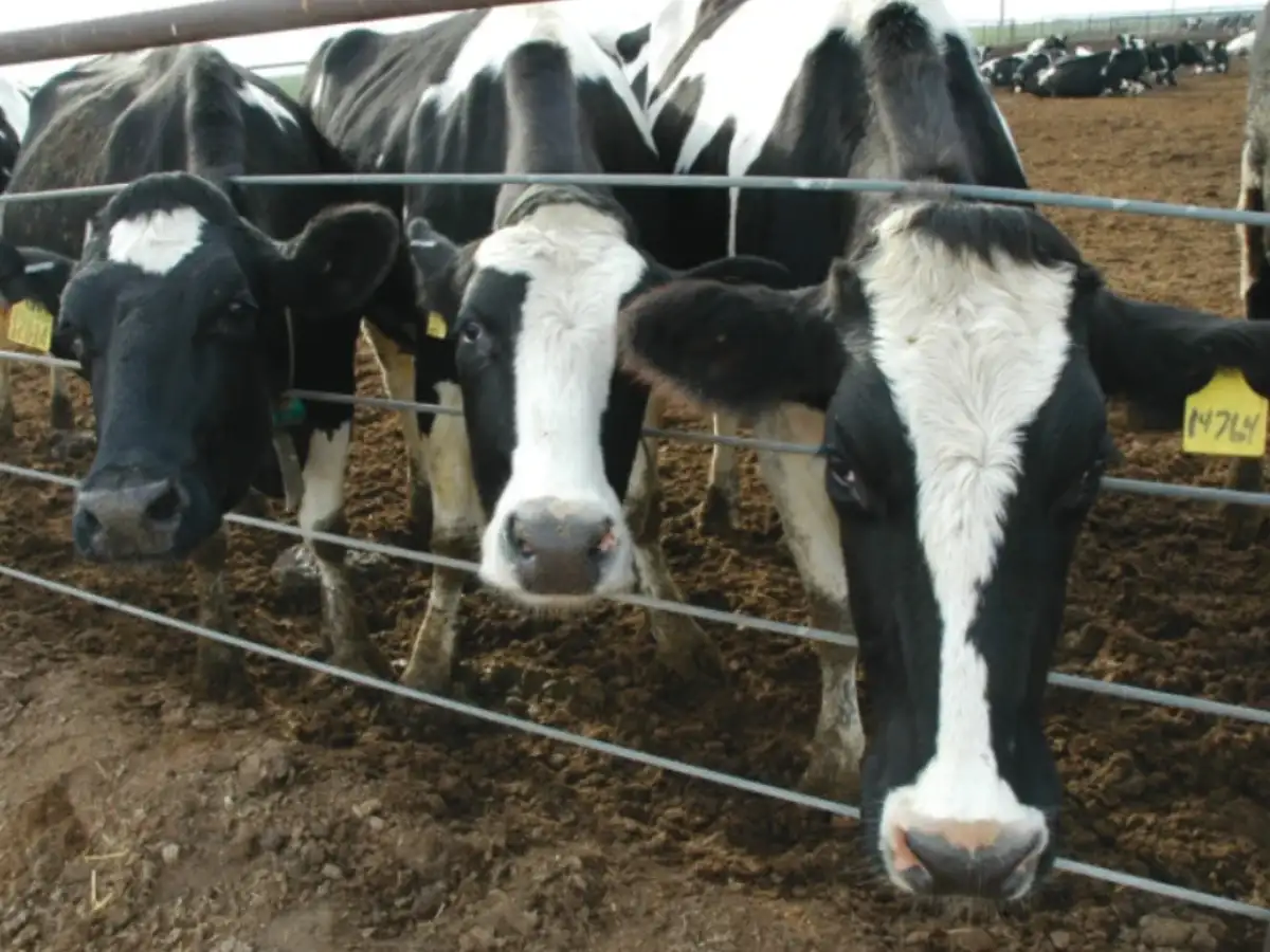 When a Muslim member backed cow slaughter ban as fundamental right in Constituent Assembly