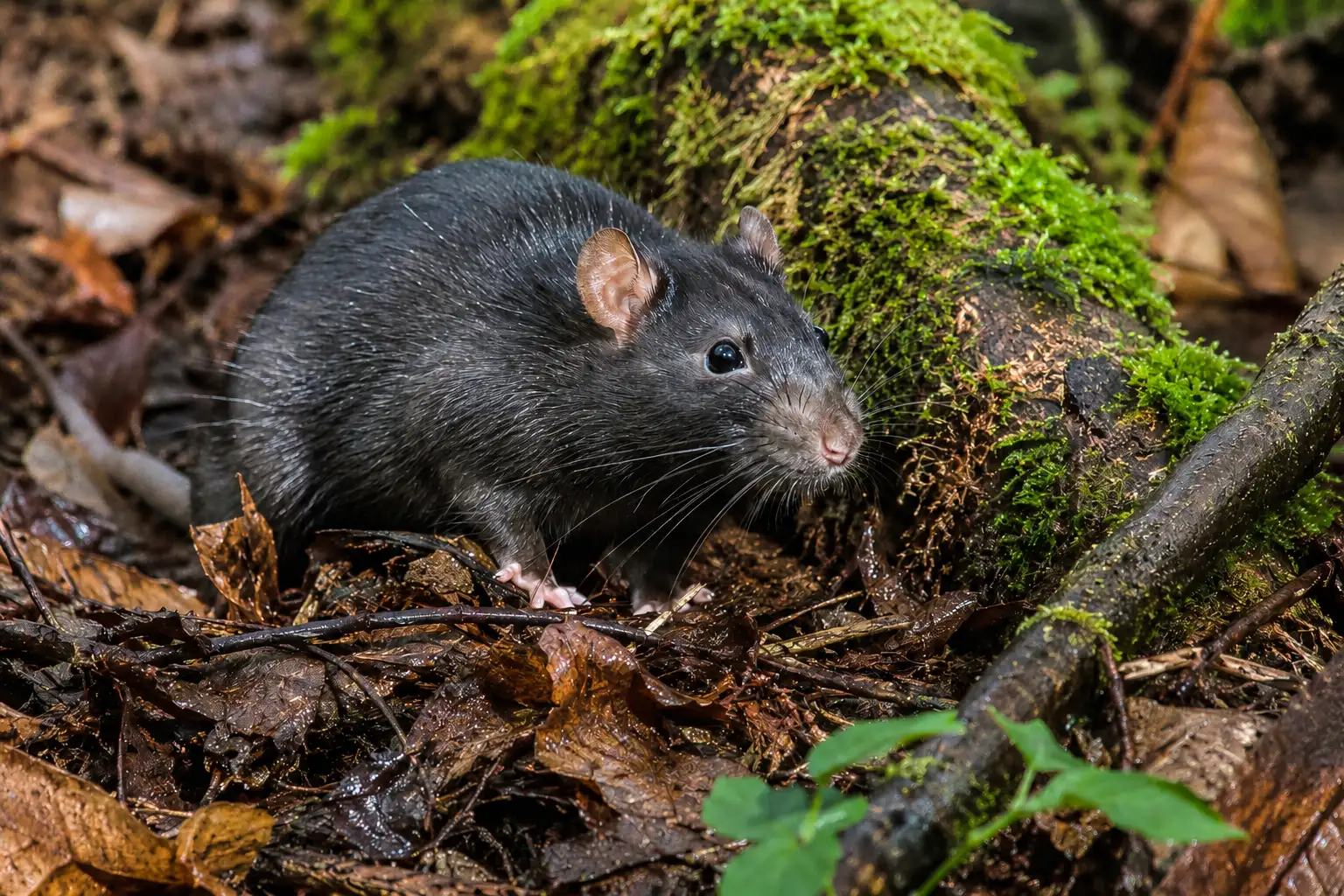 Invasive Rats Australia In 1918, rats escaped from a shipwreck onto a remote island, and more ...