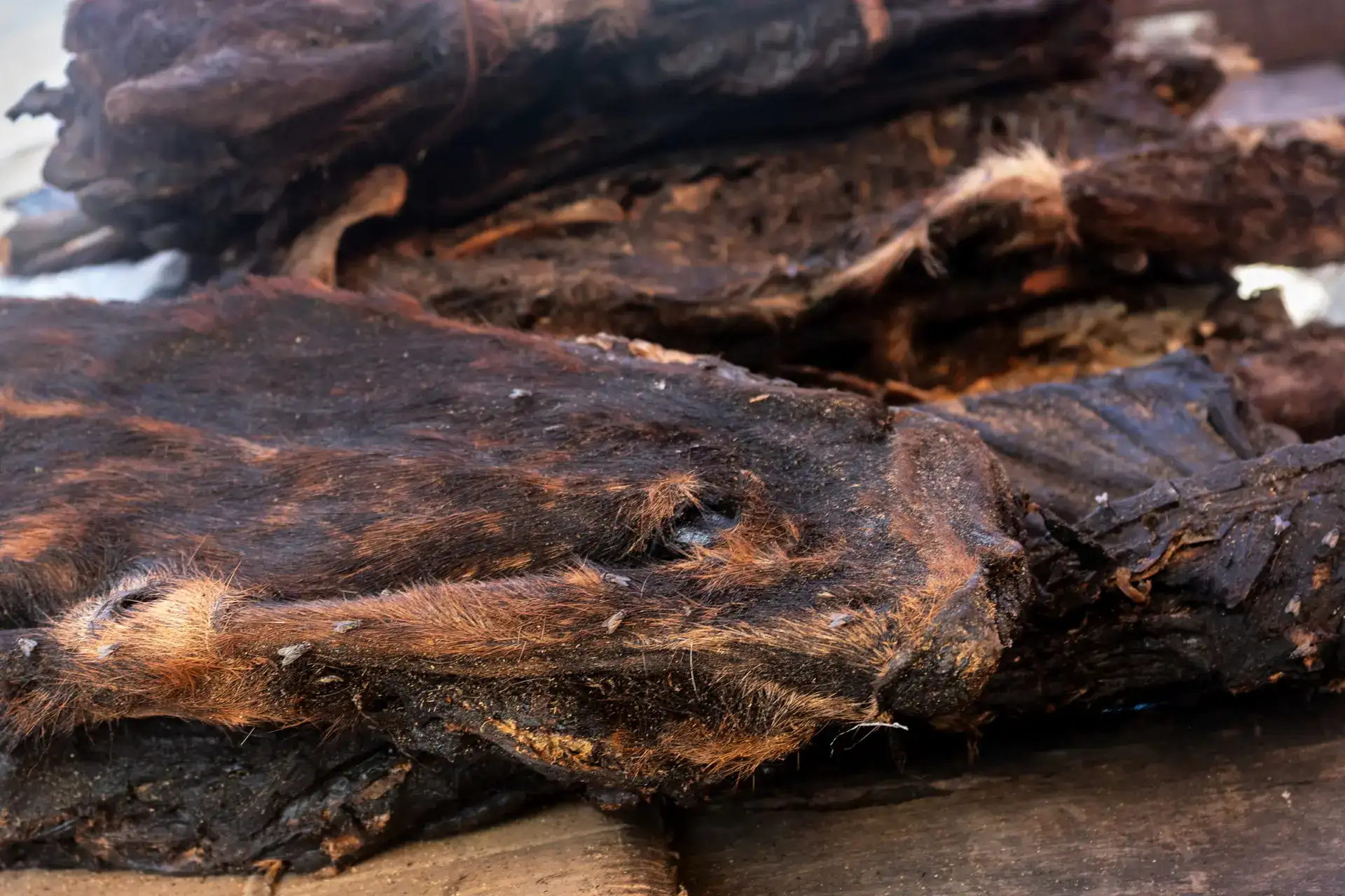 As Ebola scourges Congo, experts warn of link to the consumption of 'wild meat'