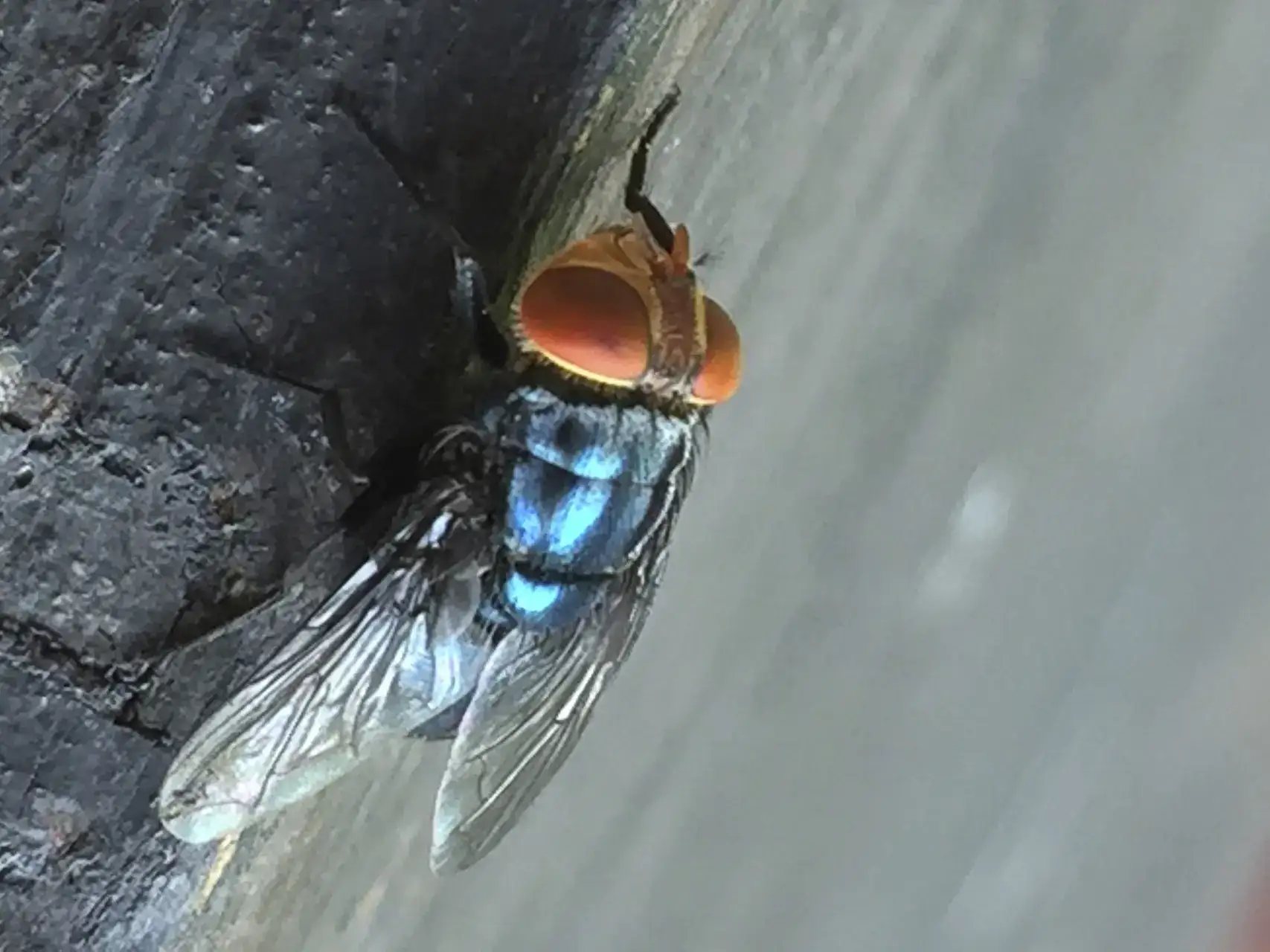 Flesh-eating parasitic ​fly screwworm that could cause millions of dollars damage ​to US economy detected