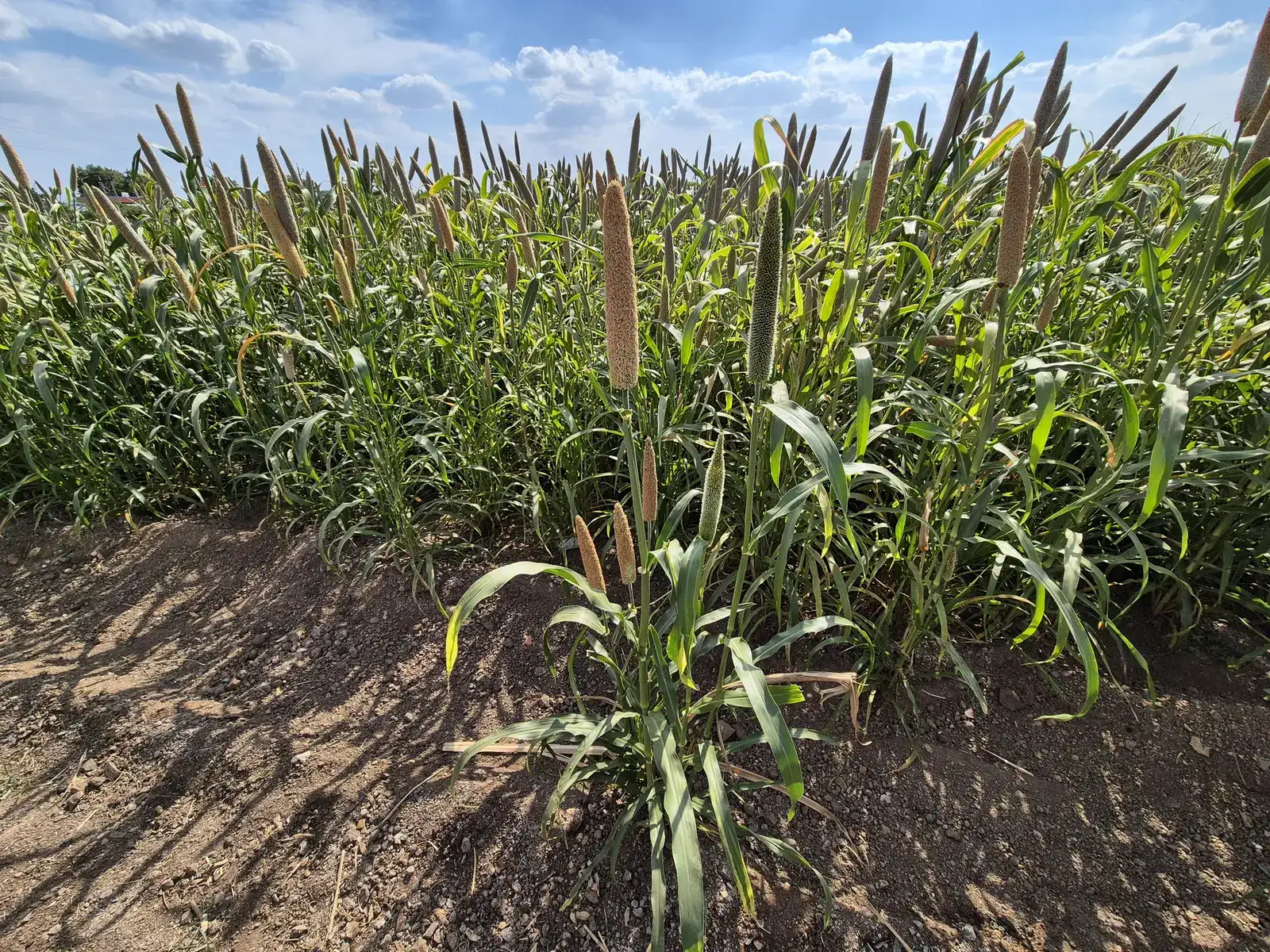 Beyond rice, wheat: Why India must revive native ‘orphan crops’ for protein security