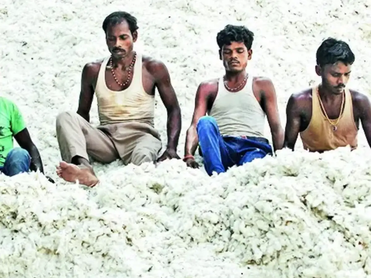 Cotton prices down 3% on import duty suspension, may slide more