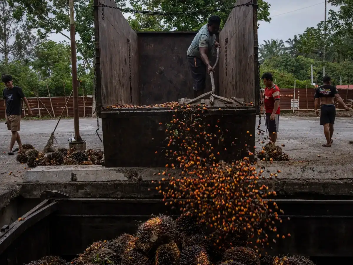 Indian refiners shift to soyoil in May as palm oil loses price advantage