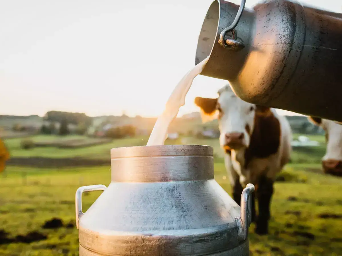 Extreme heat tests India's record milk production