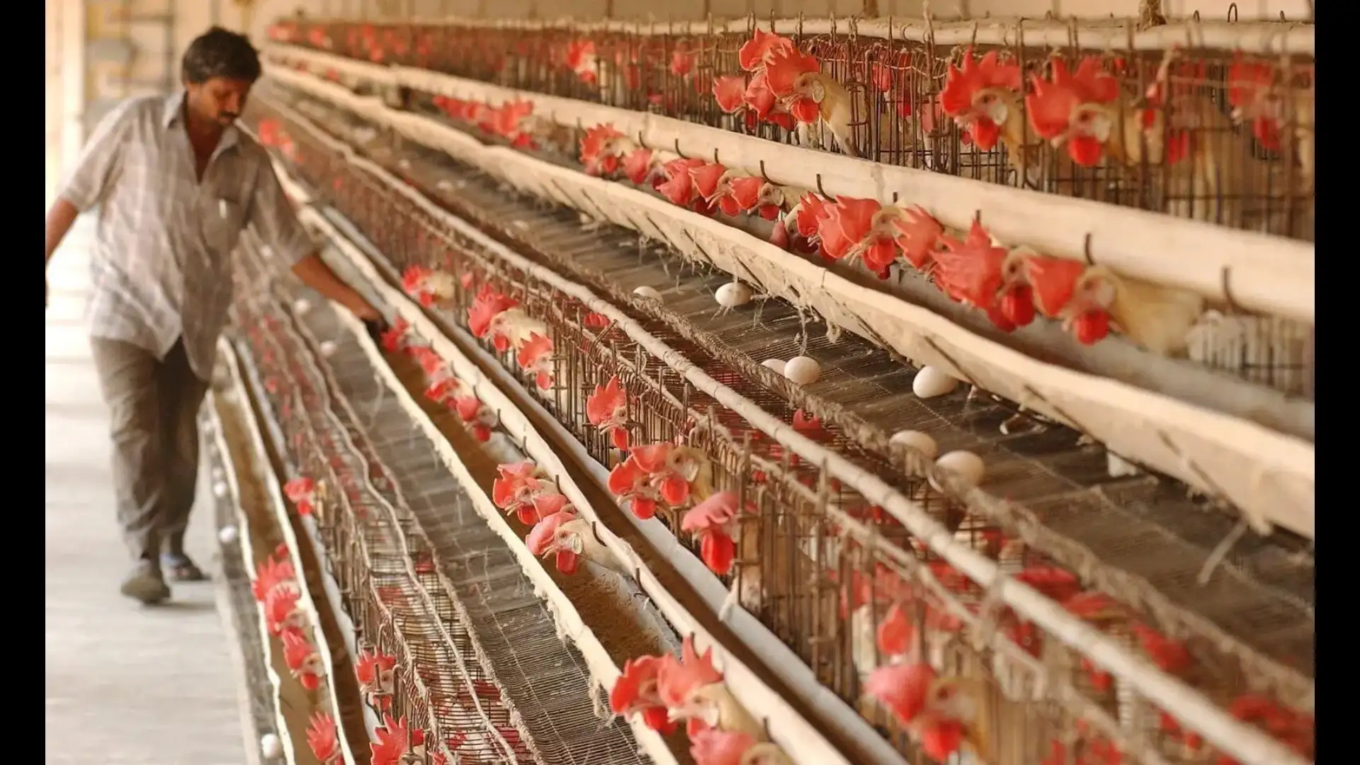 Livestock industry demands 1.5 million tonnes soymeal imports amid price surge