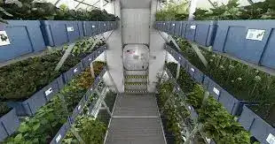 Strawberries in Orbit: Redwire's space farming bet sparks 18% stock surge
