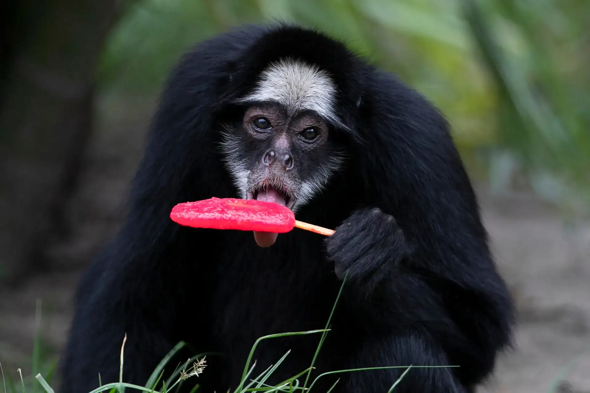 The popsicle ws invented by accident: How an 11-year-old boy's forgotten drink created a global treat