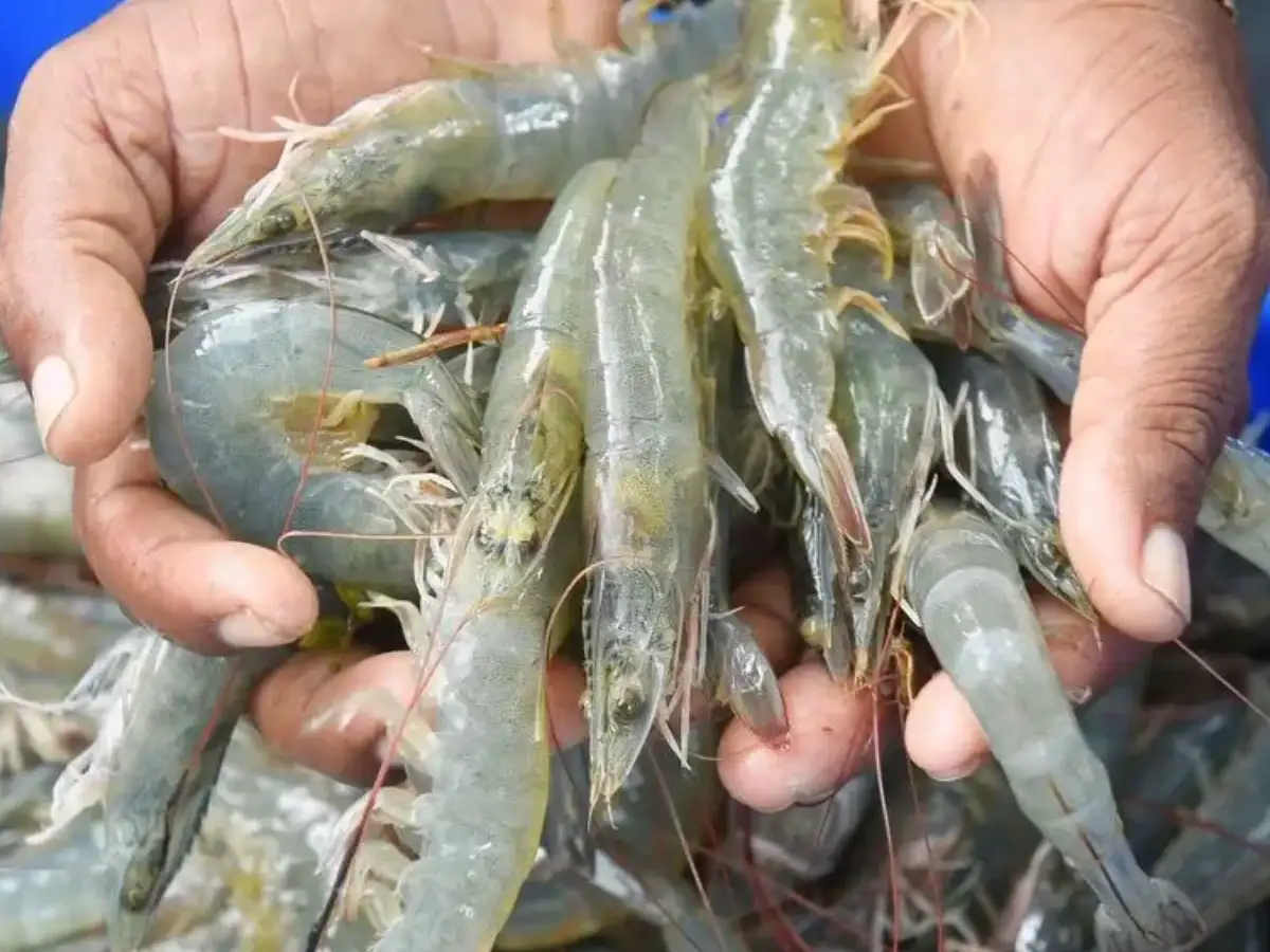 Banned substance in shrimp: Vet shops under close watch