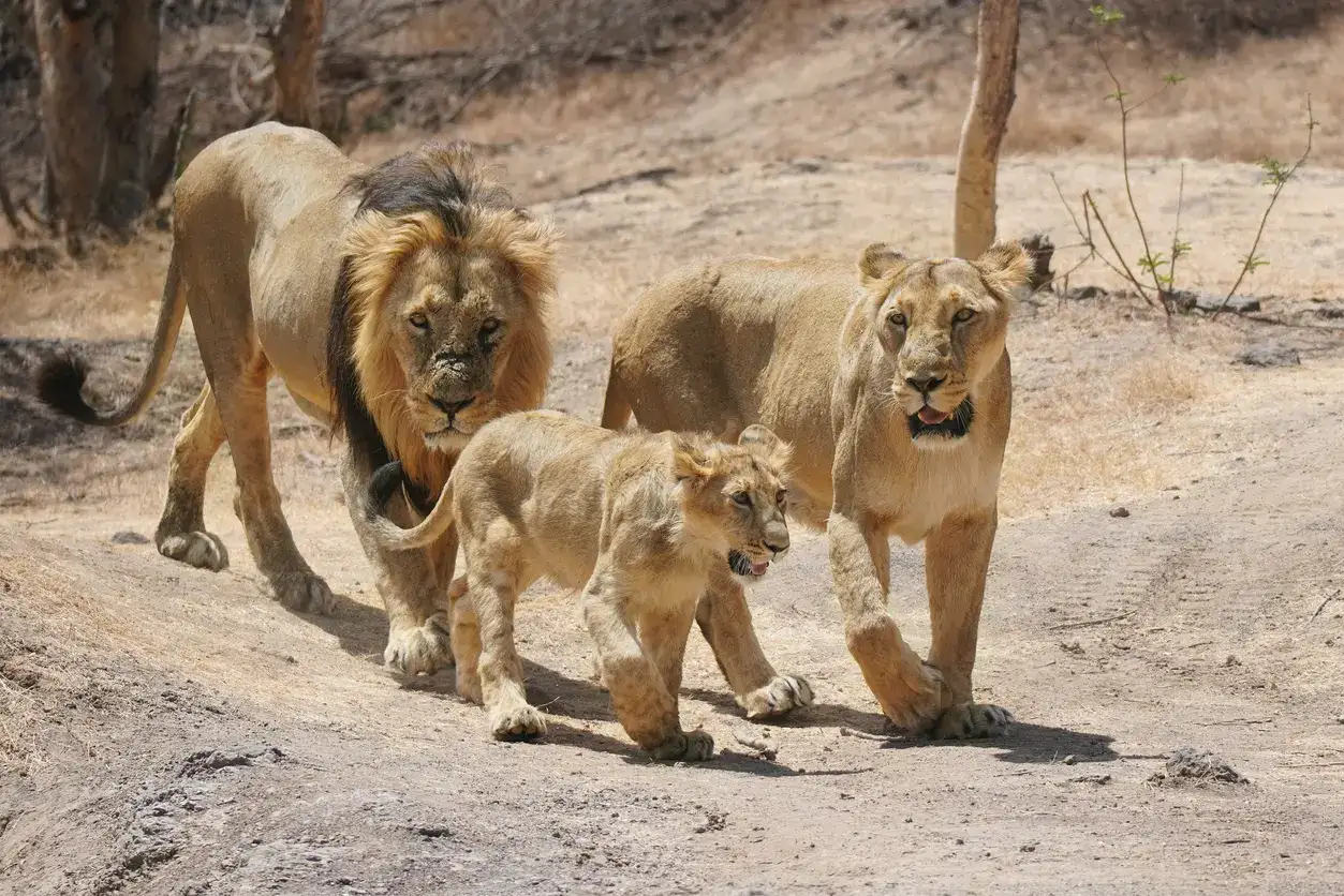 12 Gir lions recover from infection, return to the jungle