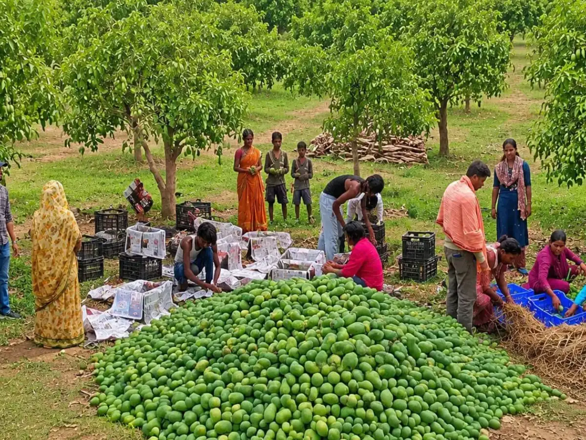 Jharkhand exports first commercial mango consignment to UK