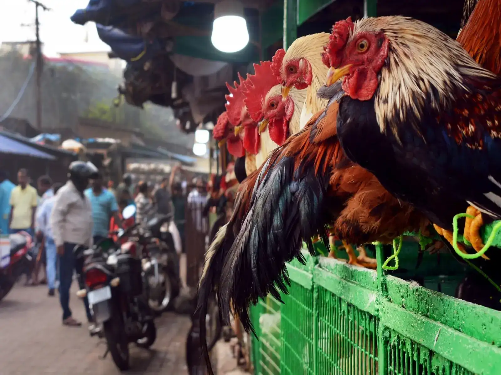 Varanasi Municipal Corporation moves to relocate meat, fish 