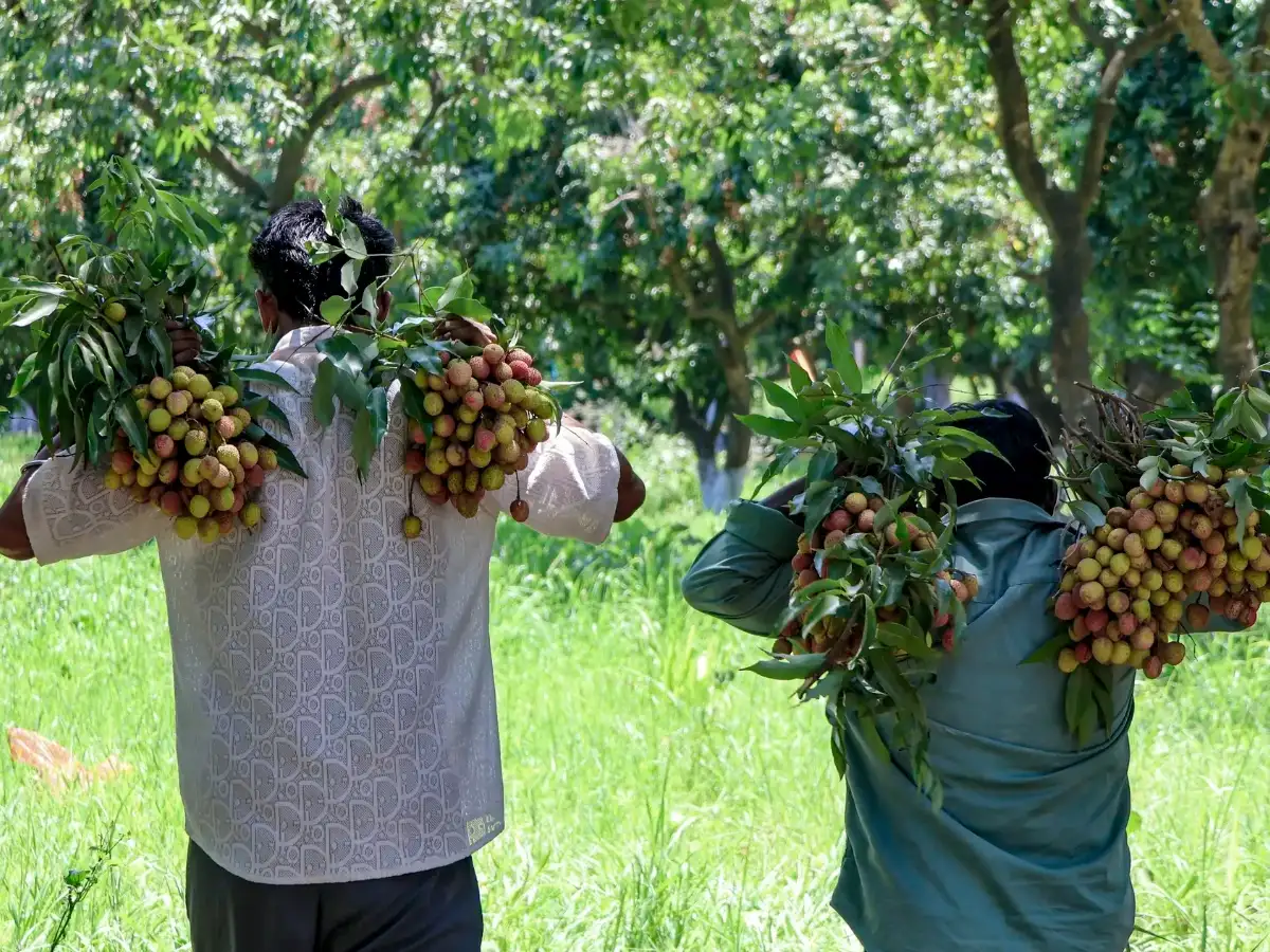 India exports 1-tonne of GI-tagged Tezpur Litchi to Dubai