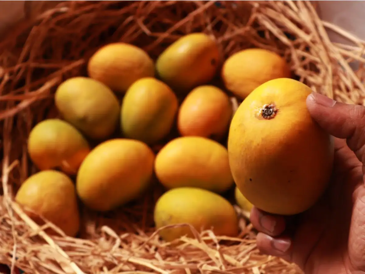 Nepal govt restricts imports of mangoes from India