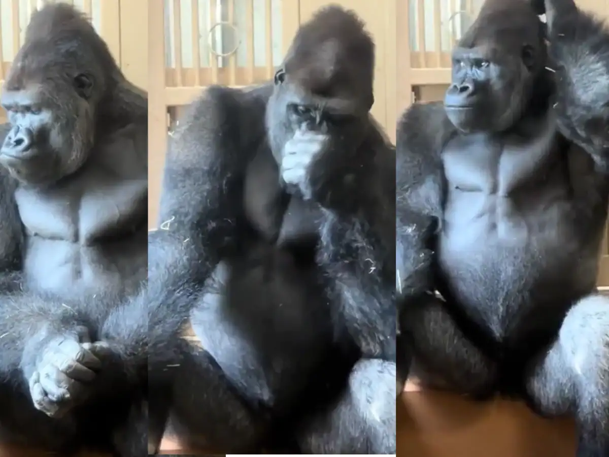 'What did I say wrong?': Famous gorilla Kiyomasa's hilarious