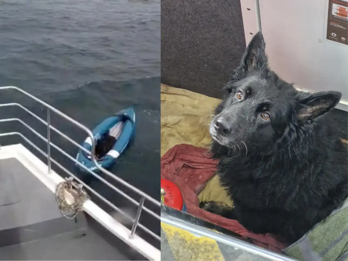 Frightened dog alone in dark North Sea: Watch how this Germa