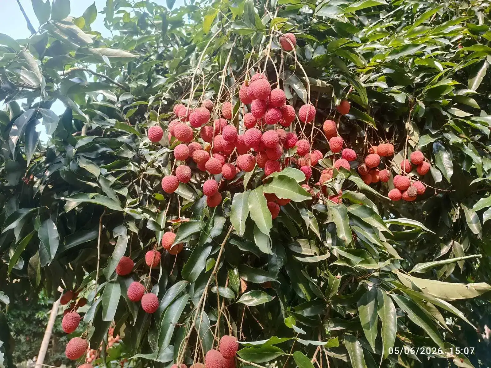 Assam's GI-tagged Tezpur litchi reaches Dubai in first expor