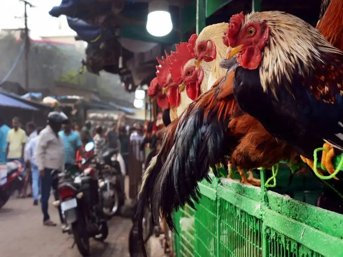 Varanasi to shift meat, fish and poultry shops out of city t