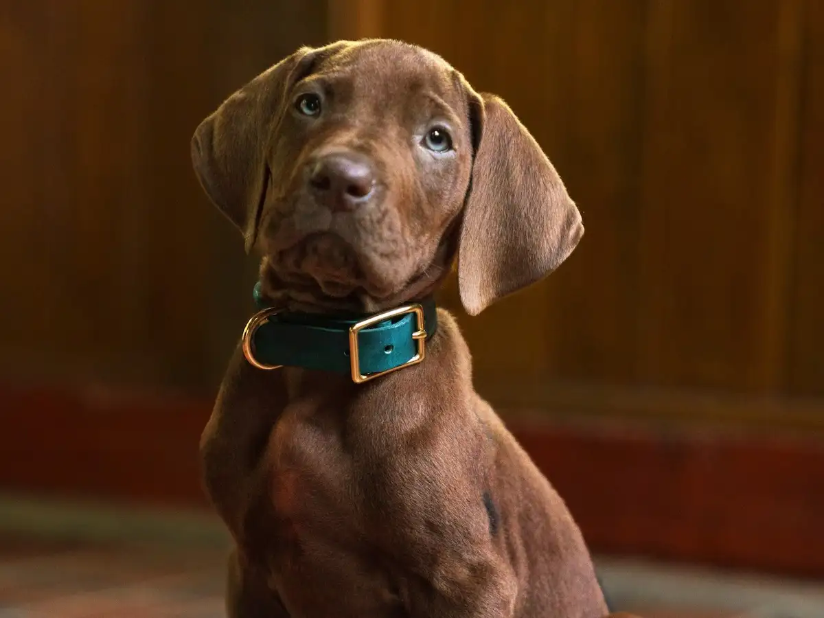 Netflix unveils cast for live-action Scooby-Doo series, intr