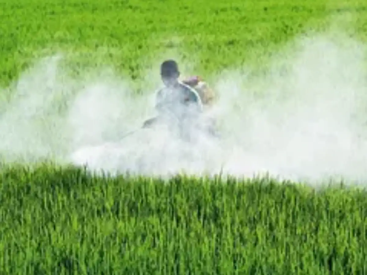 India fertilizer offers sink in sign of easing supply strain