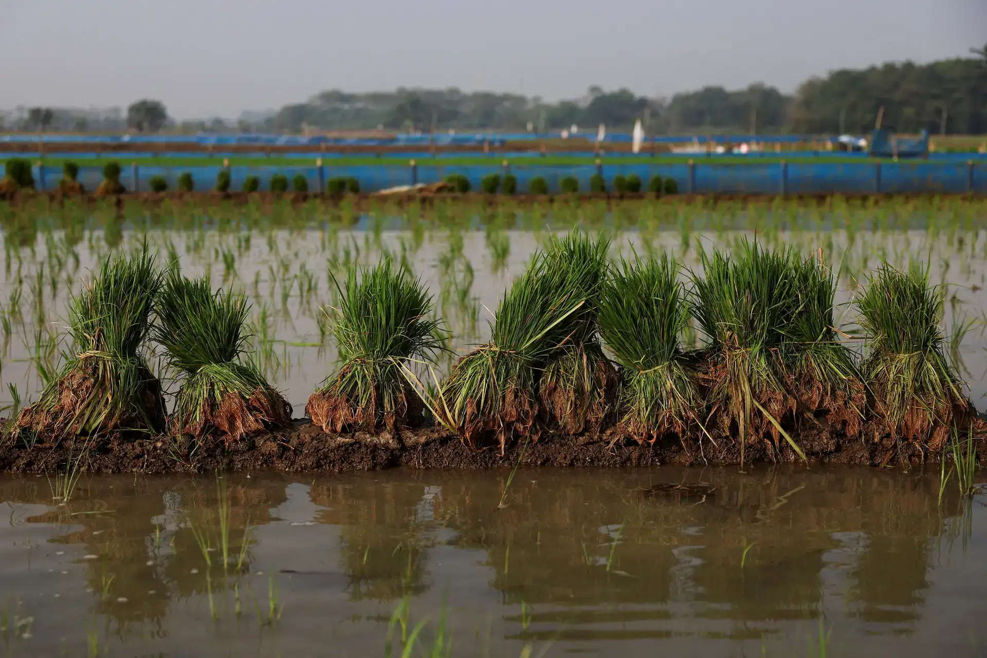 Weak monsoon may drag agri GDP into contraction