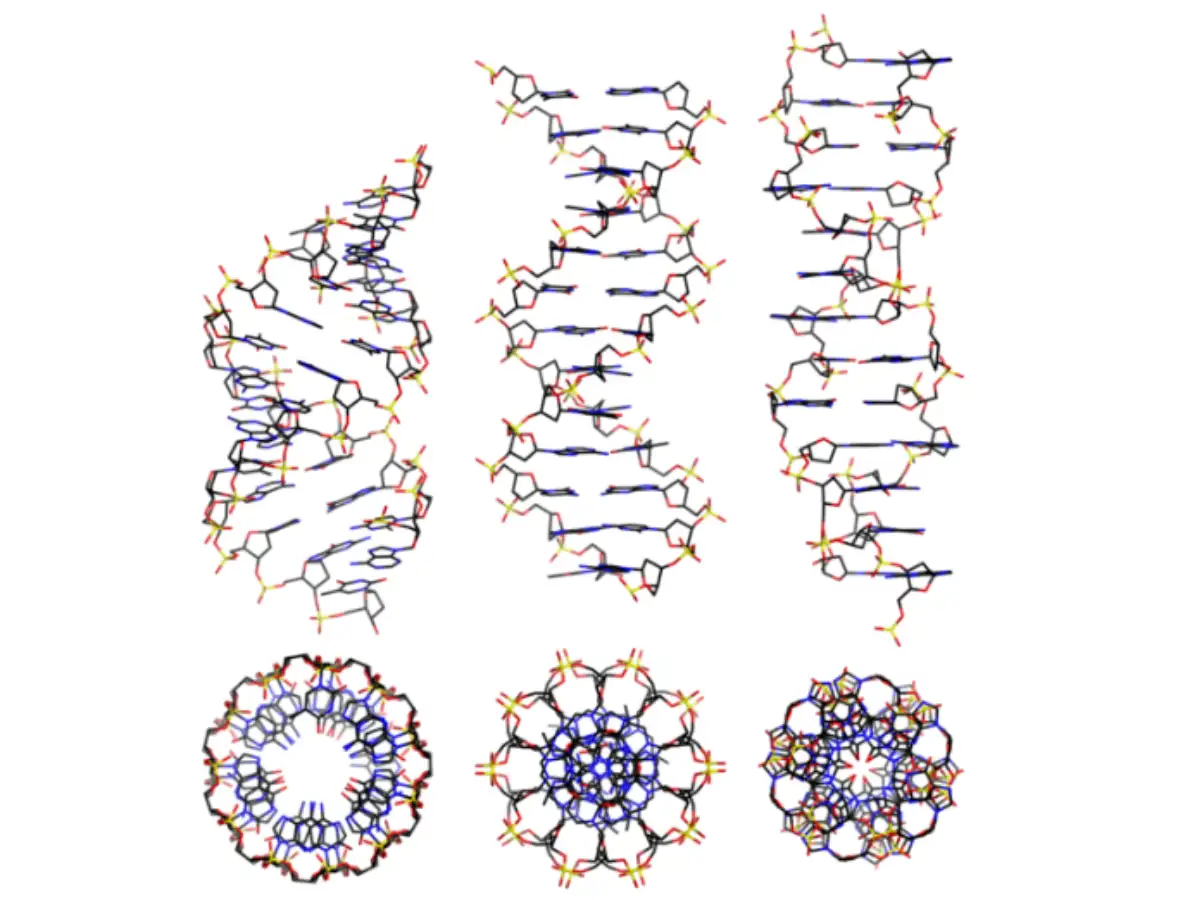 In 1953, scientists pieced together a twisted molecule, and DNA finally ...