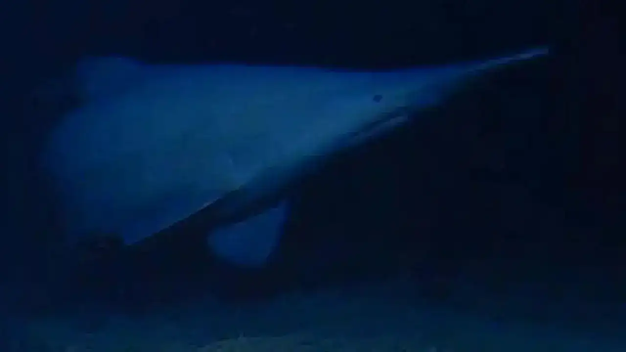 Scientists just filmed the goblin shark, a 125-million-year-old "living ...