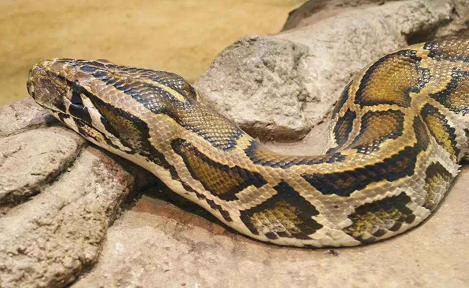 Pet pythons escaped into Florida in the 1970s, spread for decades ...