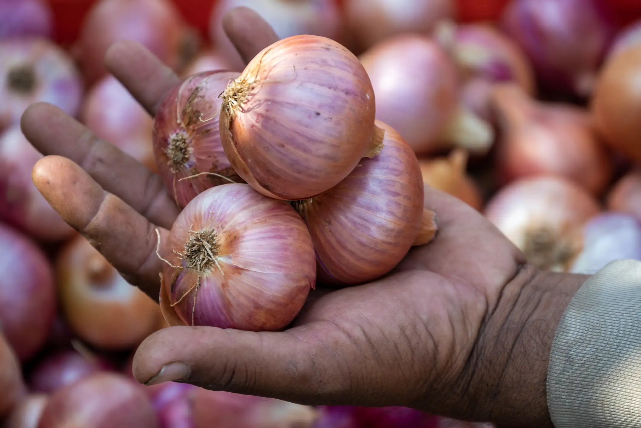 Beyond the Buffer: Why Maharashtra’s Onion Farmers are Calling for a Structural Bailout