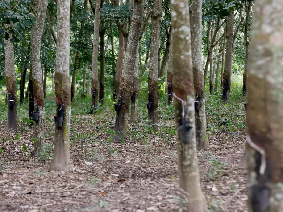Rubber plantation of 1.80 lakh hectares completed in North East under Project INROAD in 5 years