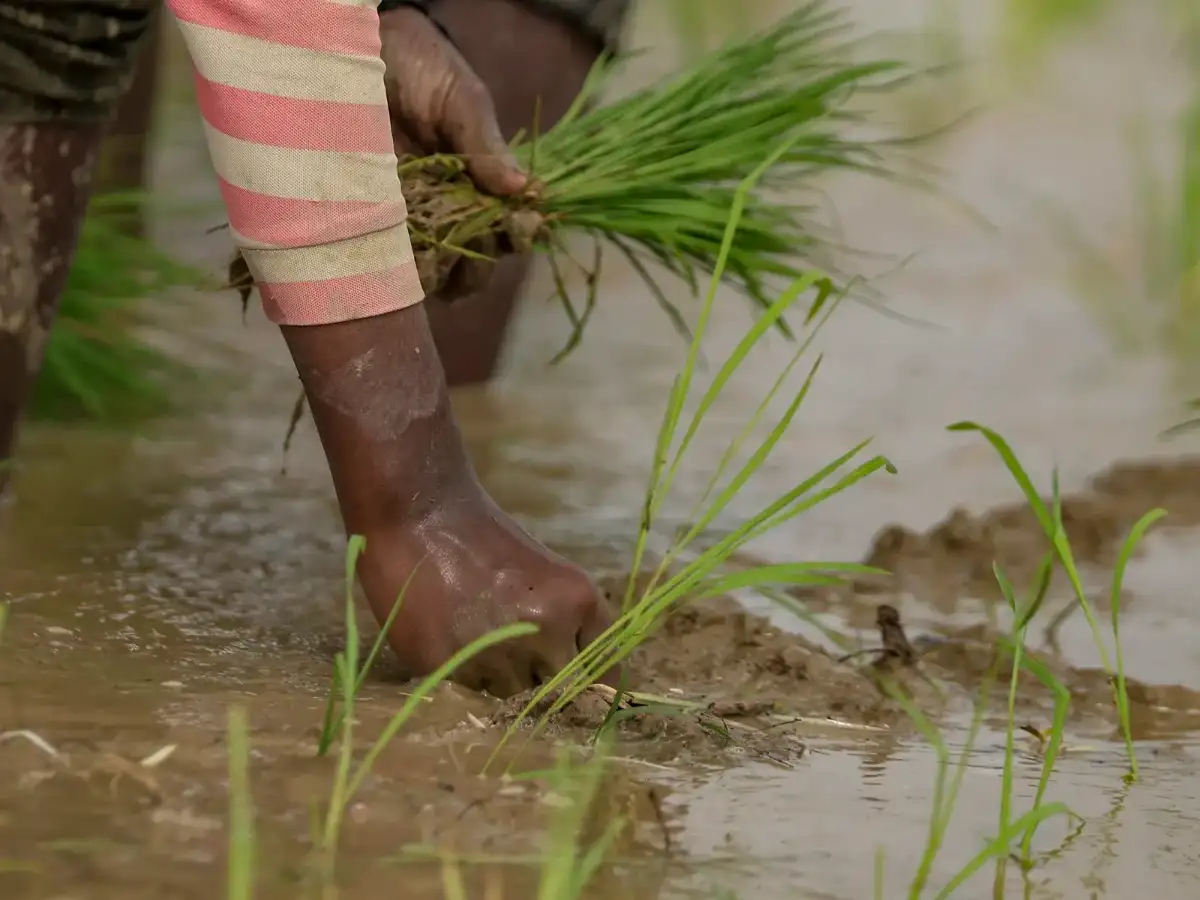 ICAR to cap rice, wheat area under crop diversification plan; forms 52 task teams for 2047 roadmap