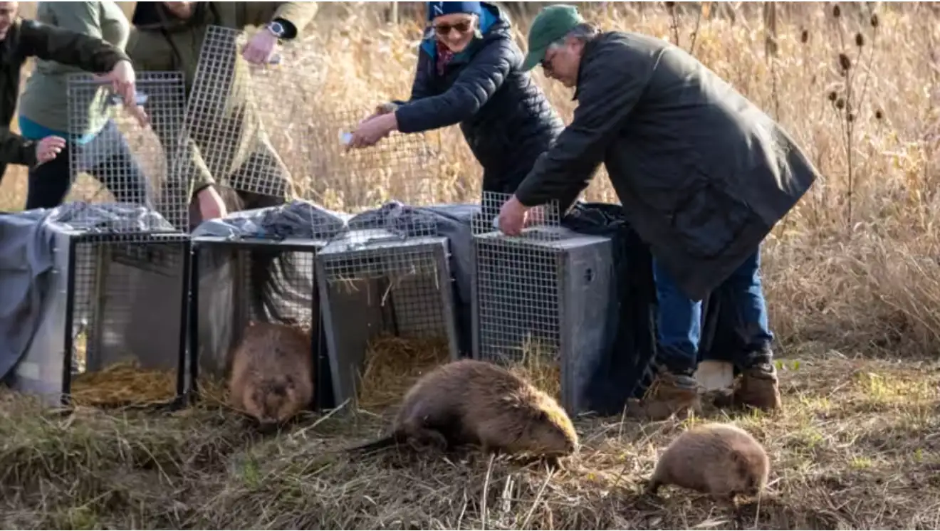 How beavers helped a struggling England farm secure a £1 million deal and spark a multimillion-pound revival