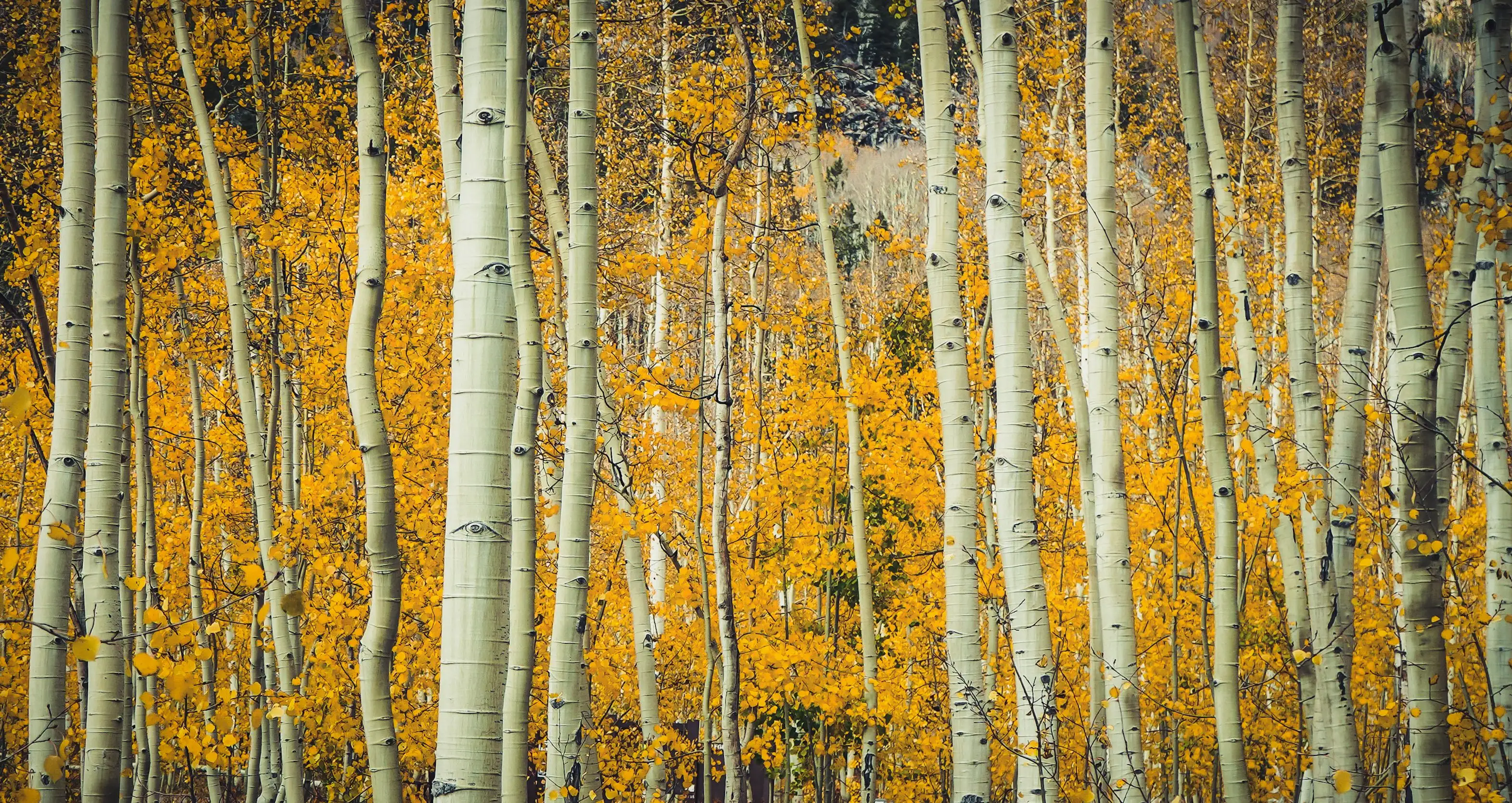 Tree Roots Connected The heaviest living thing on Earth isn't a whale or a sequoia; it's ...