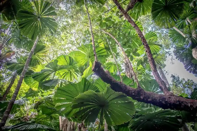 From a 1937 garden planting to an ecological crisis: One Miconia tree now spreads 8.9 million seeds, endangering Queensland's iconic rainforests