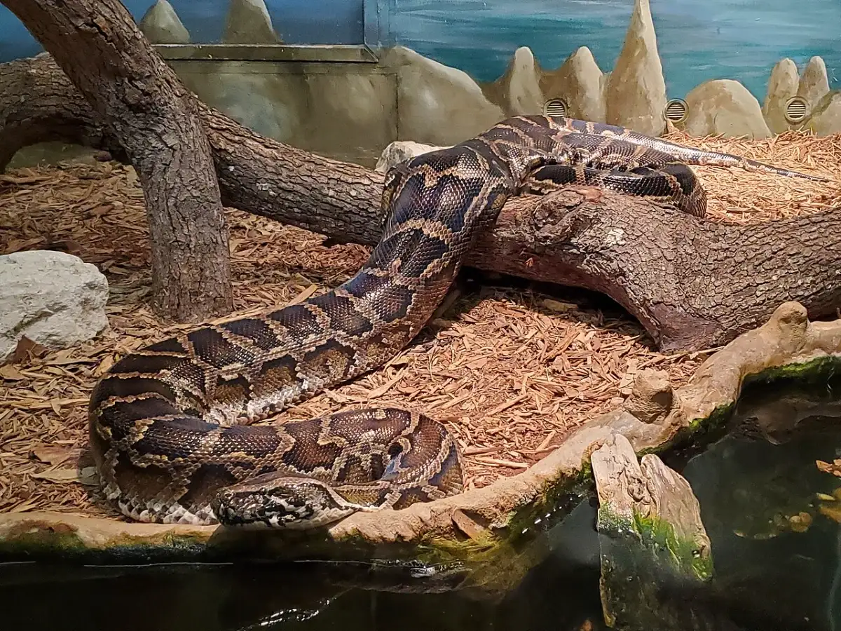 In the 1980s, Burmese pythons released or escaped from Florida’s pet ...