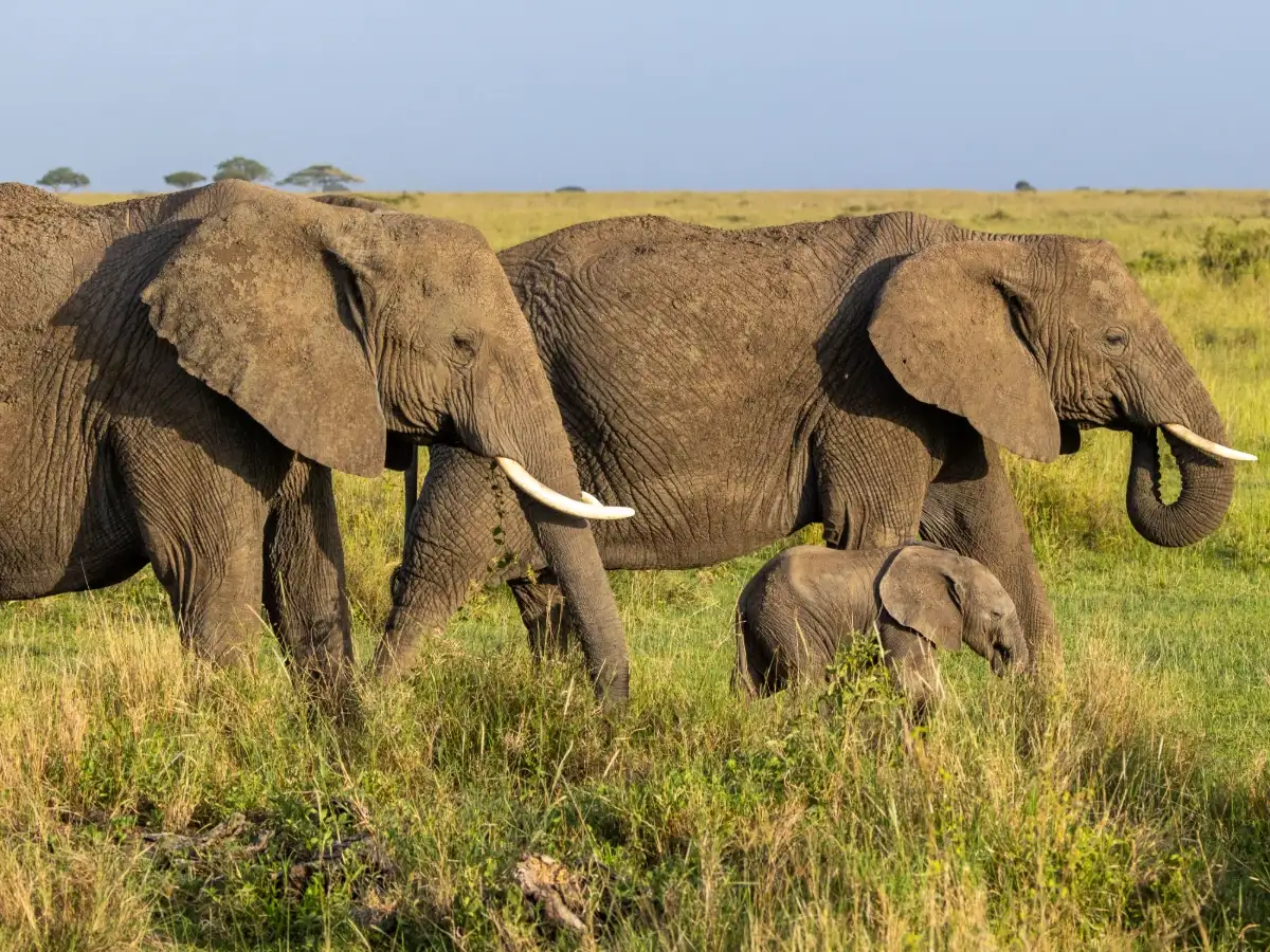 In 2024, African elephants in Kenya were found using name-like calls ...