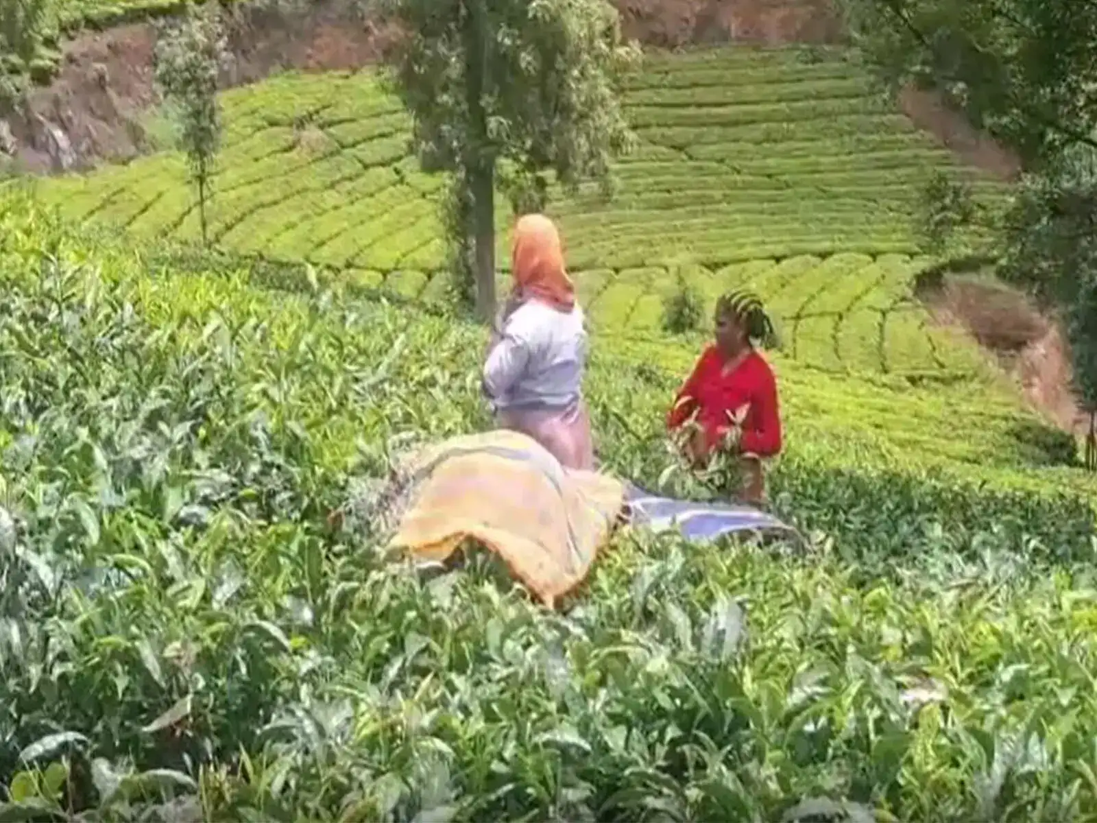 Nilgiris tea production hit by severe drought