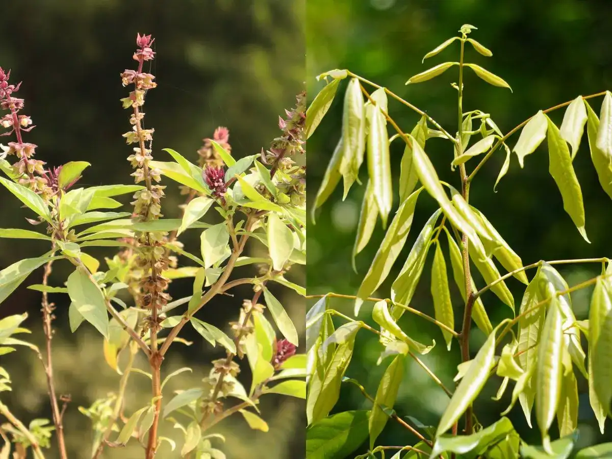 What is the difference between a herb and a shrub? 