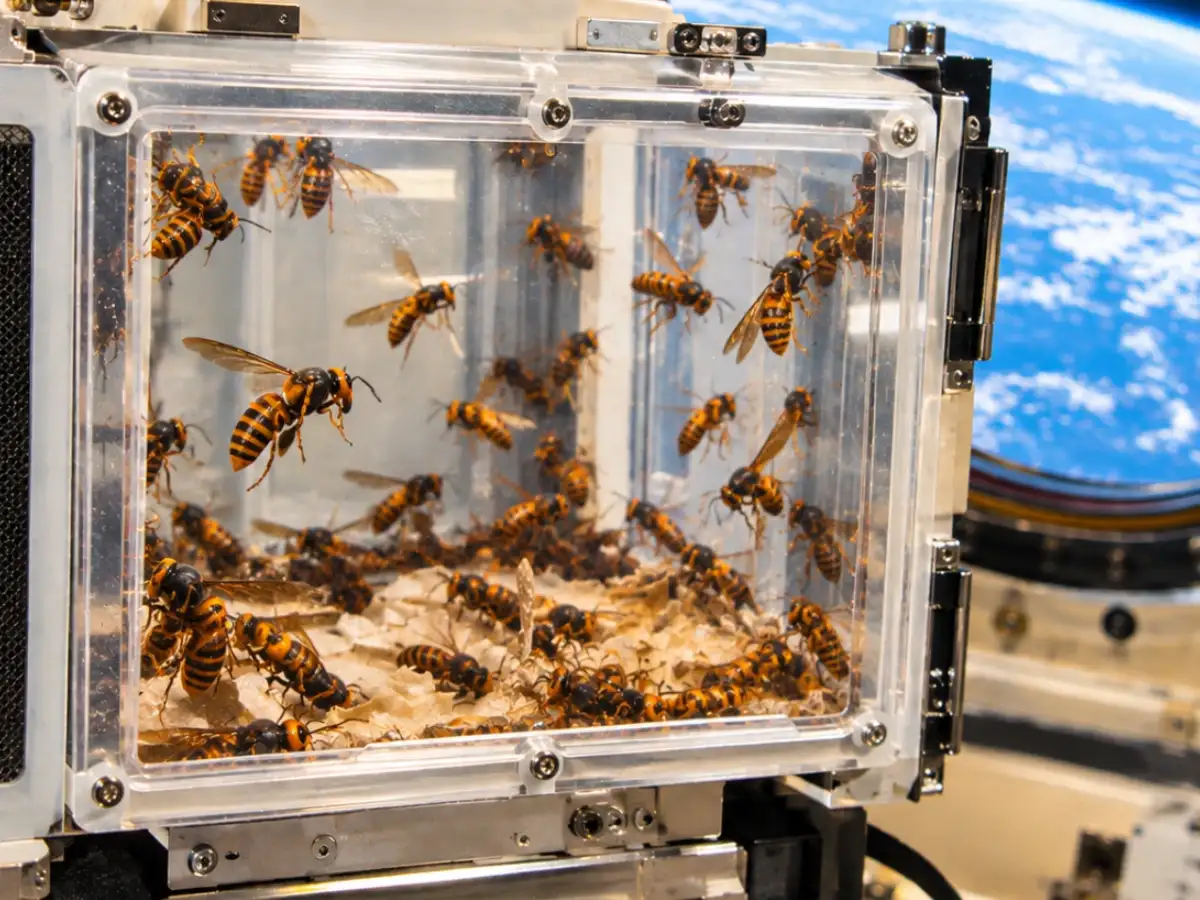 In 1992, scientists sent 230 hornets into space to see if they could build a nest without gravity; after 8 days, they returned without building one 