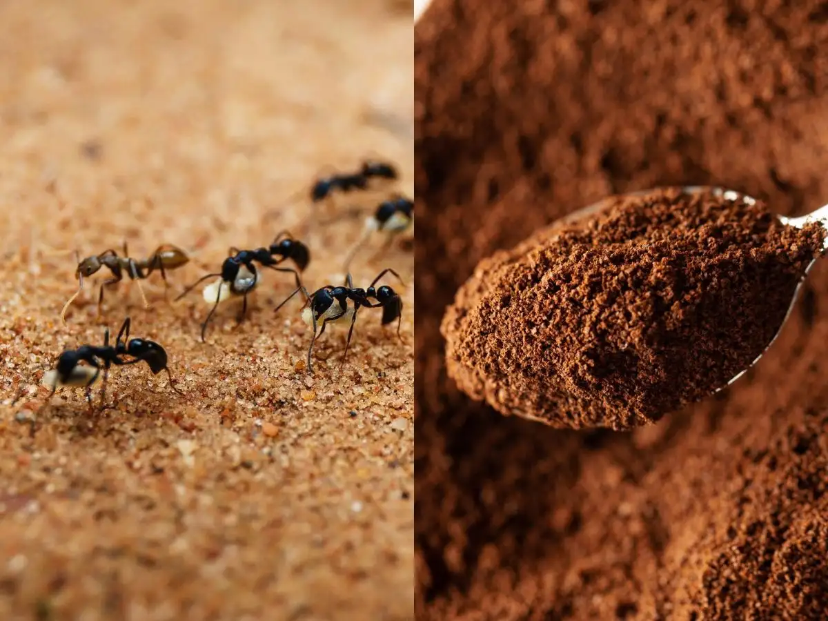 How to stop ants from entering your home: 9 easy ways 