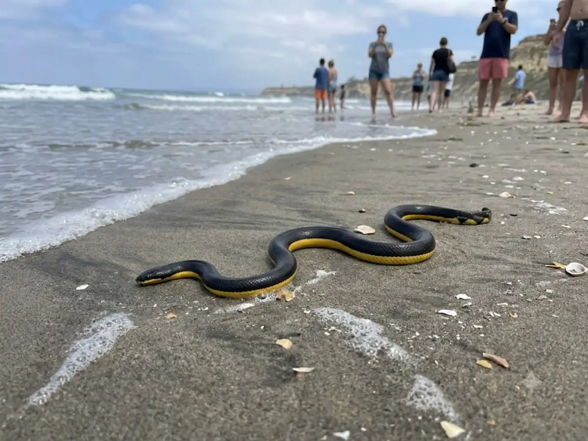 Yellow bellied sea snake found at California beach: Is it poisonous? What you should do if you encounter  the rare snake nearby 
