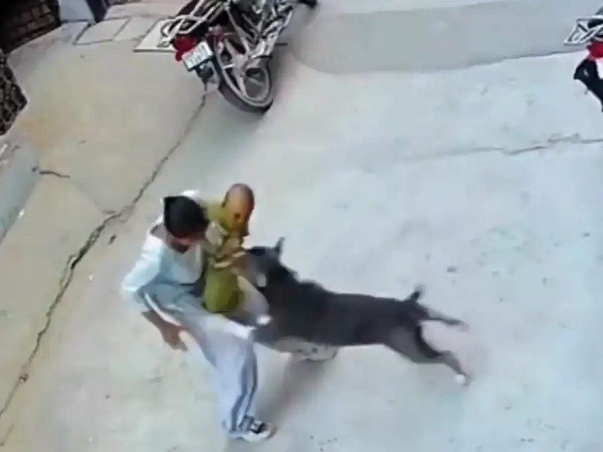Pitbull attacks and severely injures six-month-old child in Sonipat, CCTV captures incident 