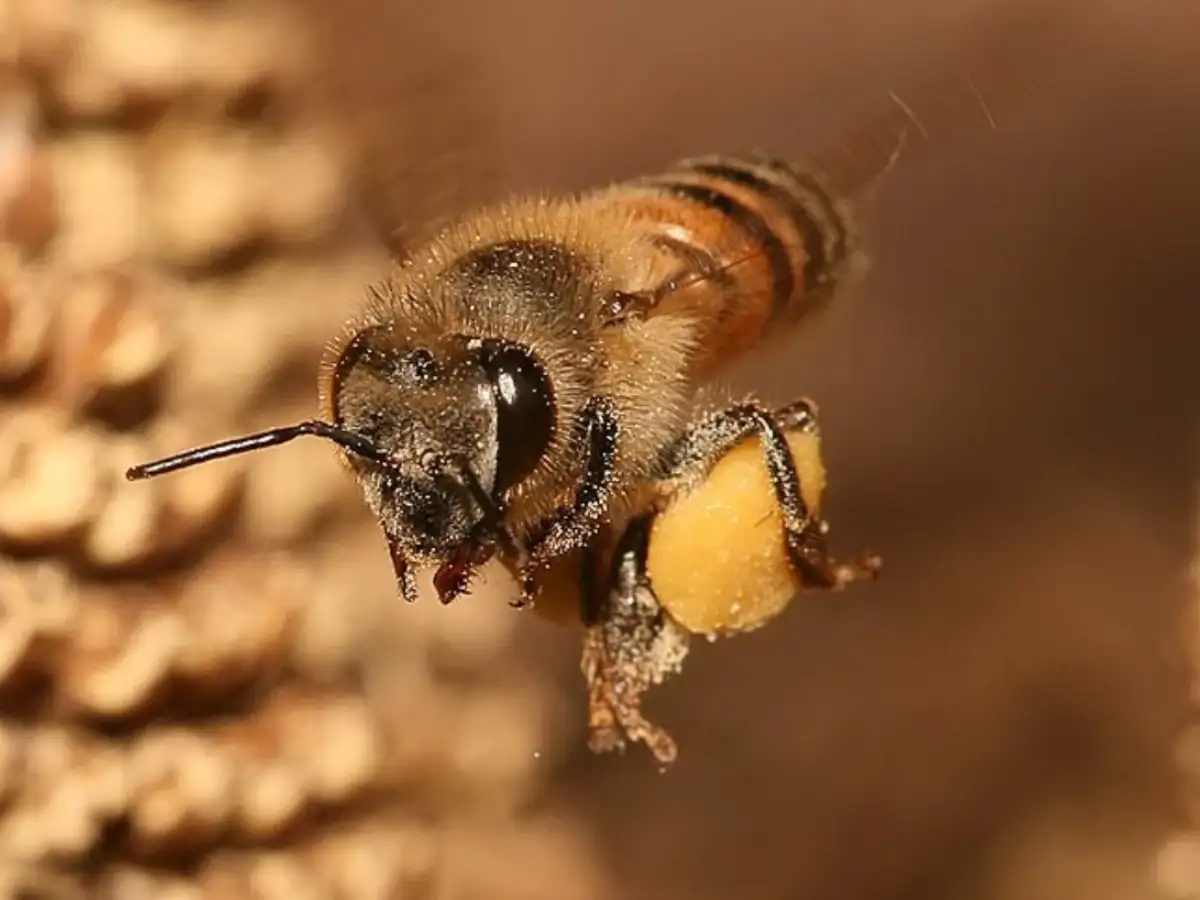 For the first time, Europe’s wild honeybees are listed as endangered; researchers warn some populations could fall by a median 56% within 10 years without new swarms from managed hives 