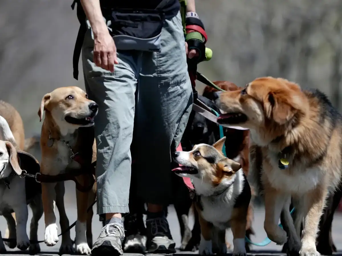 Woman quits career she was passionate about to become a dog walker, now earns up to Rs 50,000 a day 