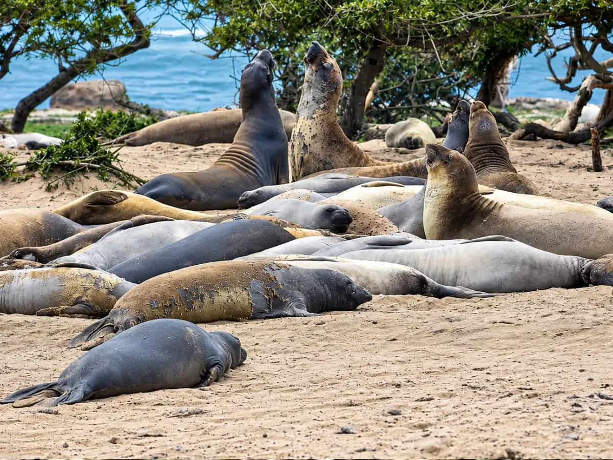 In 2019, 1,500 volunteers counted seals in 90,000 drone photos of a California island; some counts came within 5% of expert totals 