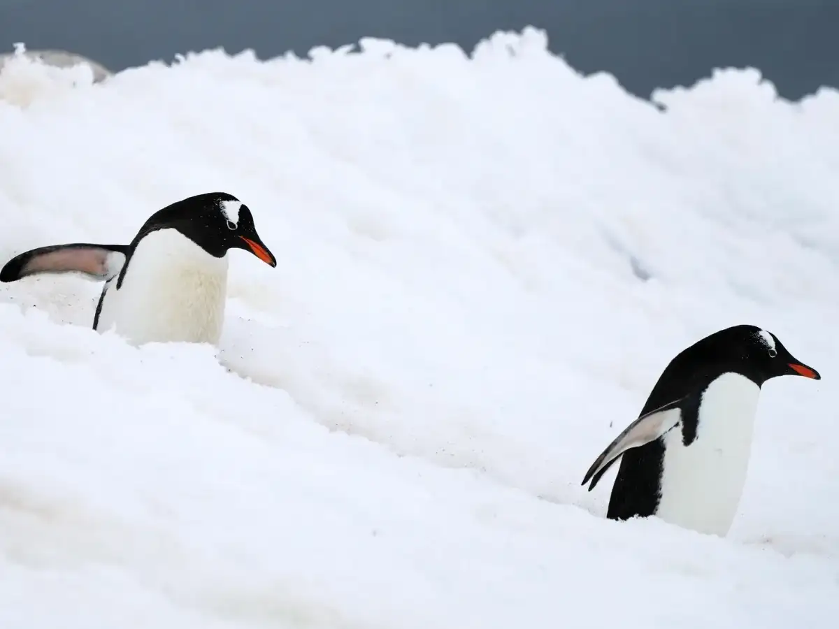 DNA reveals four gentoo penguin species instead of one after more than 100 years. Scientists now fear some island populations could lose their homes to global warming 