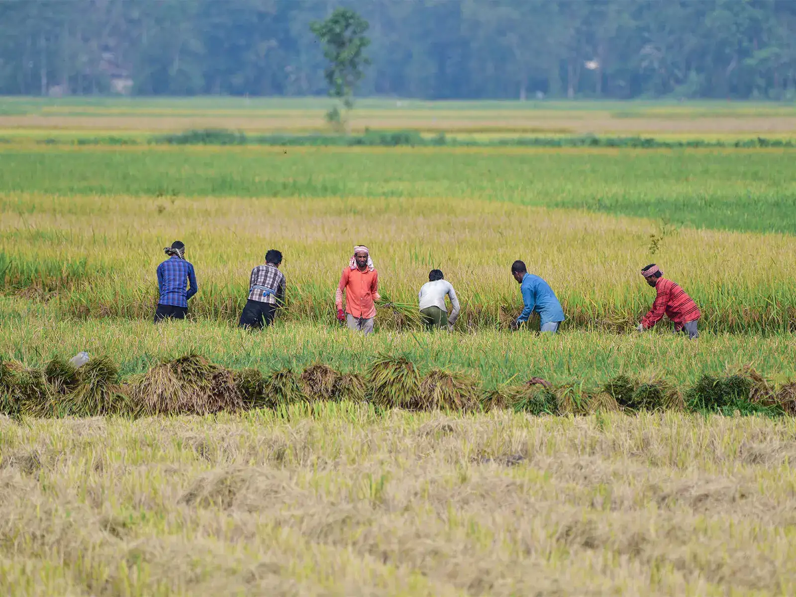 India's monsoon deficit widens to 15%, strengthening El Nino poses farm risk: Report 