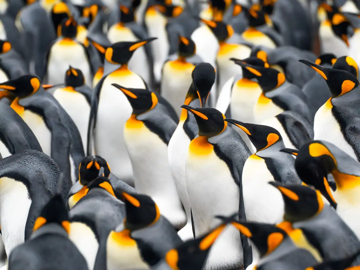 In 2019, researchers used Sentinel-2 satellite images to find eight unreported emperor-penguin breeding colonies, lifting the known total to 61