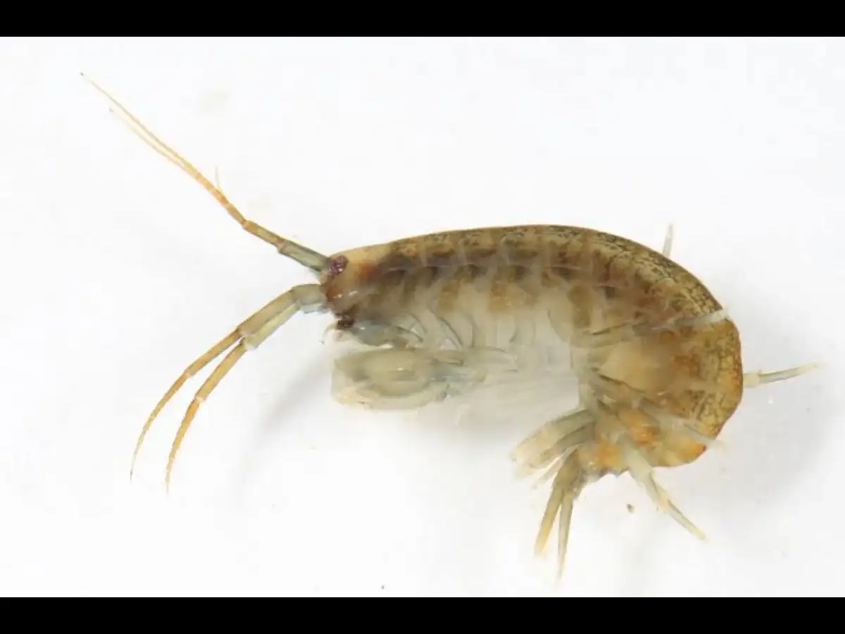 How did demon shrimp from the Caspian Sea reach England waterway? Conservationists raise 'threat to local species' alarm 