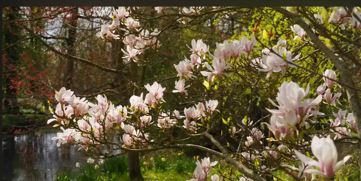 Long Thin Rake Inside Judi Dench’s six-acre Surrey garden — Over 100 trees, a white ...
