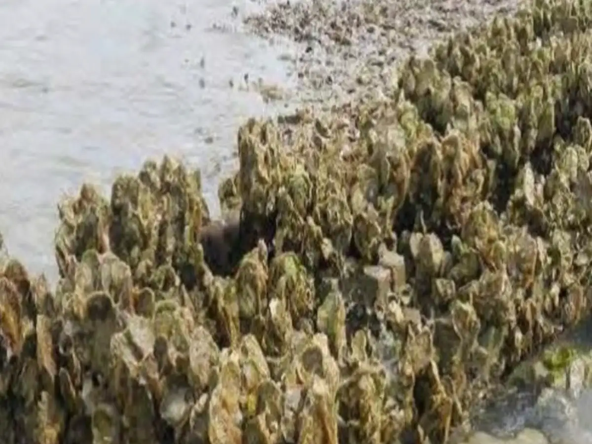 In 2004, Virginia turned dredged fossil shells into 85 acres of oyster reef in one river; later monitoring counted 76.2 million live oysters on the restored reefs 